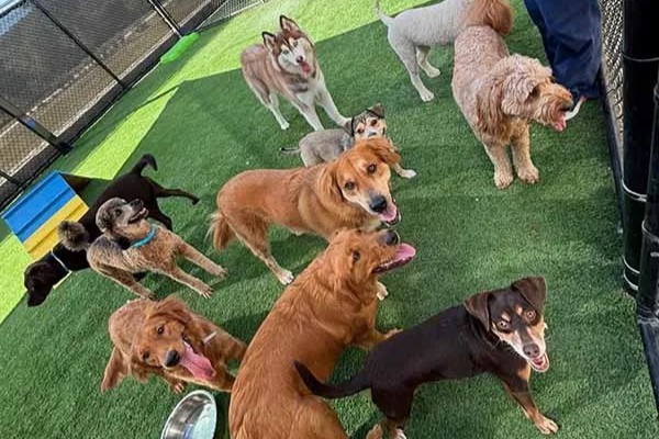 Doggy Daycare Packages